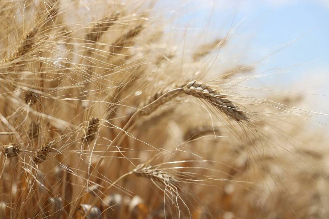 Dünyanın gözü Türkiye'deki bu tarlada! Adım adım yaklaşan felakete çözüm olabilir 5